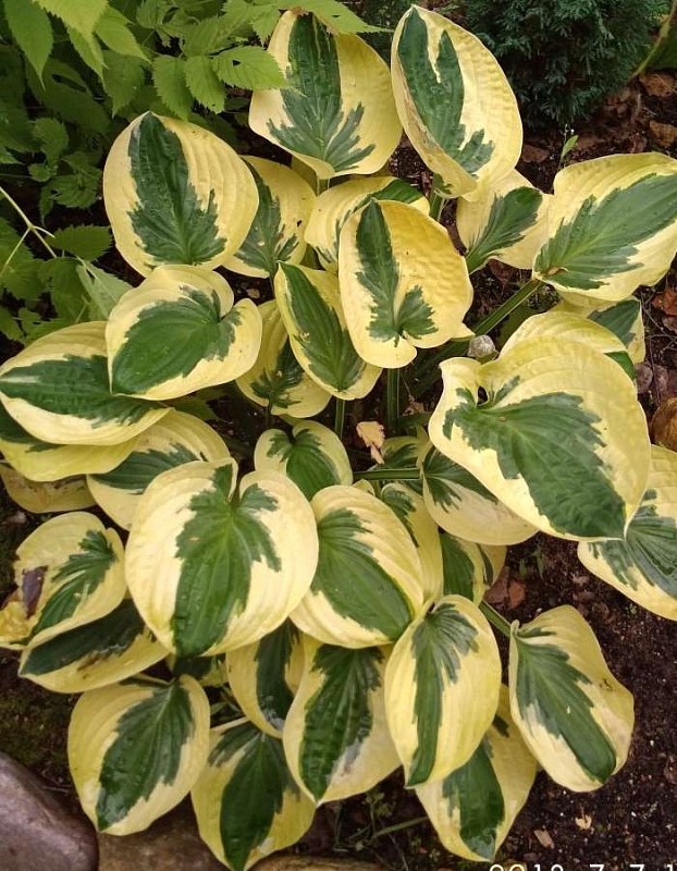 Хоста Вайд Брим 